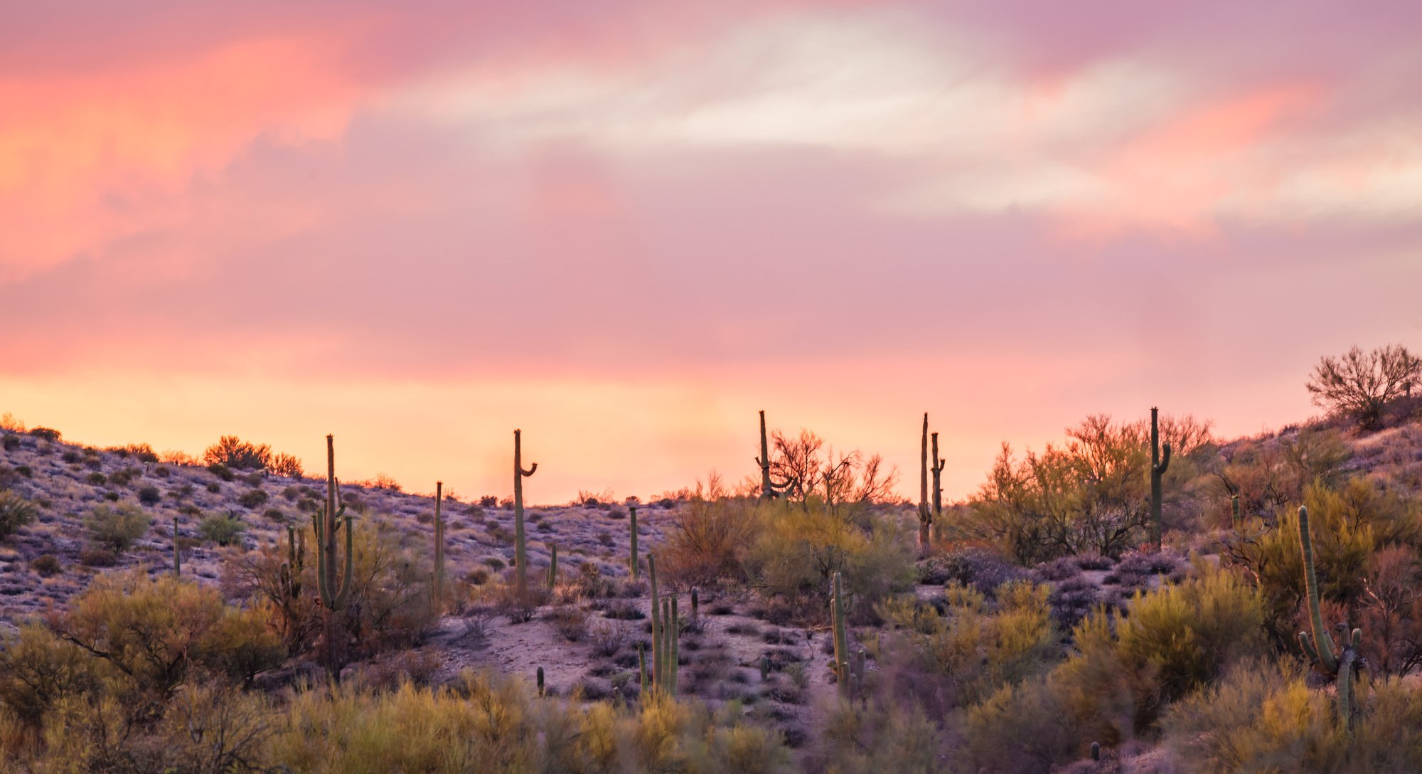 Sunset Desert Mountains With Cactus